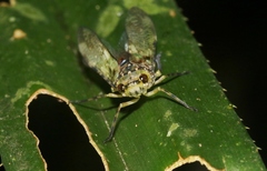Birdantis virginiae