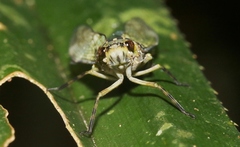 Birdantis virginiae