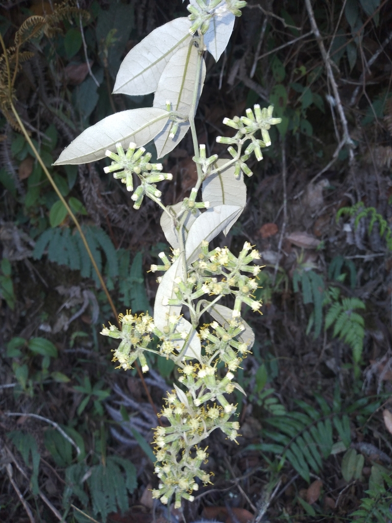 Pentacalia herzogii