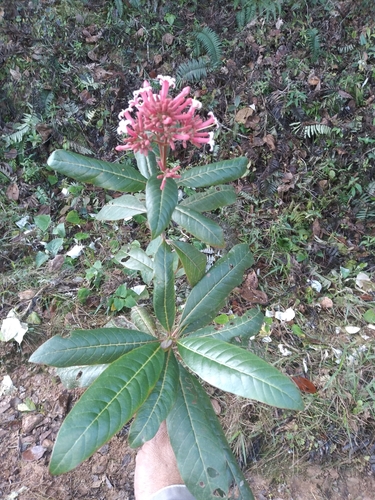 Cinchona calisaya, photograph 2