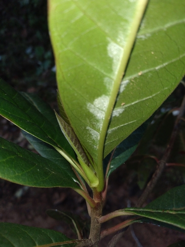 Cinchona calisaya, photograph 4