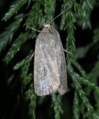 Athetis bremusa