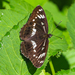Limenitis helmanni - Photo (c) Leonid, some rights reserved (CC BY-NC), uploaded by Leonid
