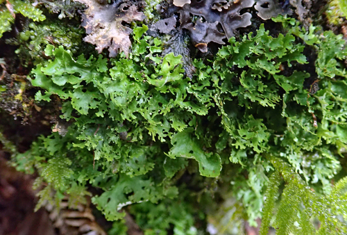 Sticta lacera image