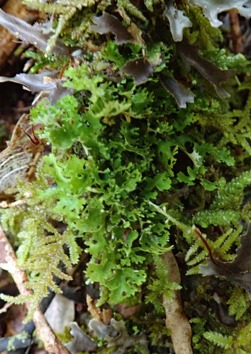 Sticta lacera image