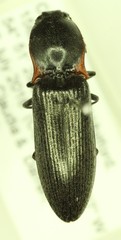 Acteniceromorphus umbricolus