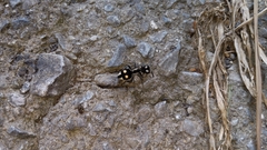 Hoplomutilla