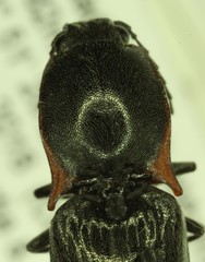 Acteniceromorphus umbricolus