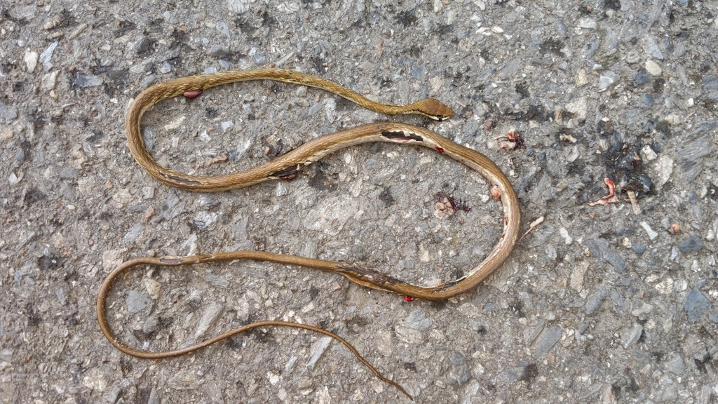 Trinidad upland parrot snake from Tunapuna/Piarco, TT on December 26 ...