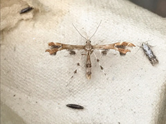 Geina periscelidactylus