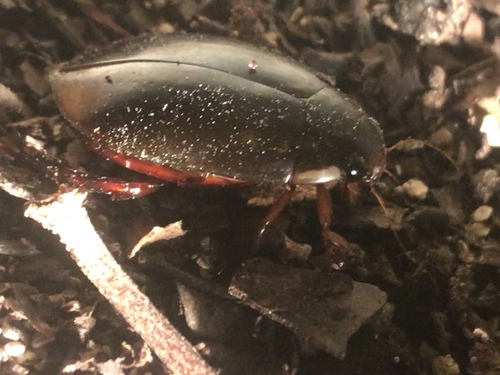 Megadytes fraternus