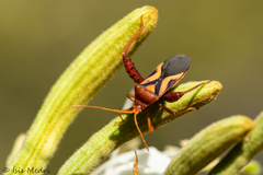 Crinocerus sanctus
