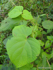 Clerodendrum infortunatum