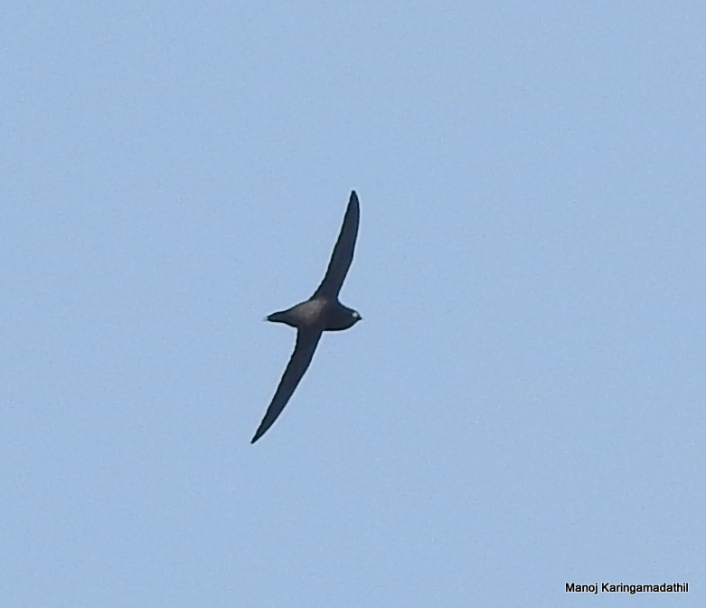 Brown-backed Needletail