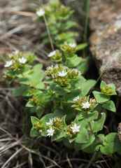 Crassula pellucida brachypetala
