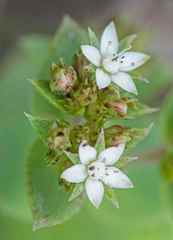 Crassula pellucida brachypetala