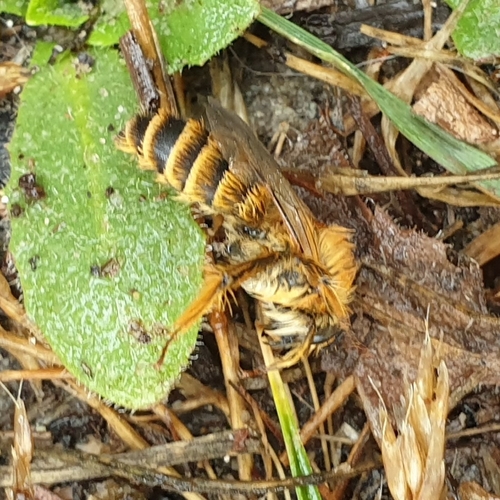 Common Pantaloon Bee, 1791 Den Burg, Nederland, photo 7 of 10