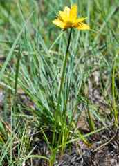 Cyperus sphaerocephalus