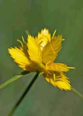 Cyperus sphaerocephalus