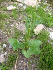 Packera pseudaurea