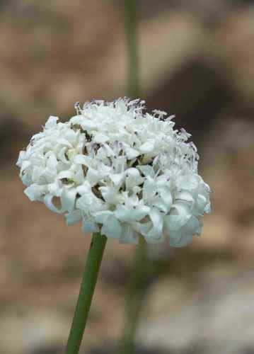 Cephalaria attenuata