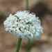 Tsoene Mock Scabious - Photo (c) Ansell Matcher, some rights reserved (CC BY-NC), uploaded by Ansell Matcher