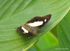 Polyura