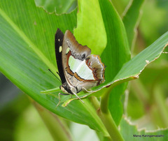 Polyura