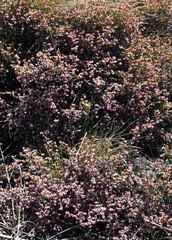 Erica dominans
