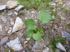 Packera pseudaurea