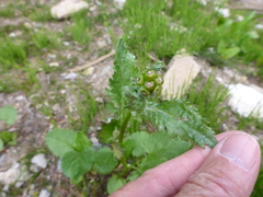 Packera pseudaurea