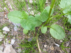 Packera pseudaurea