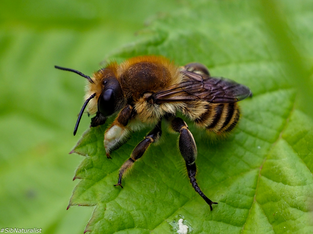hairy-footed leafcutter bee