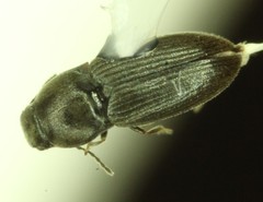 Neohypdonus musculus