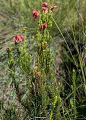 Erica oatesii oatesii