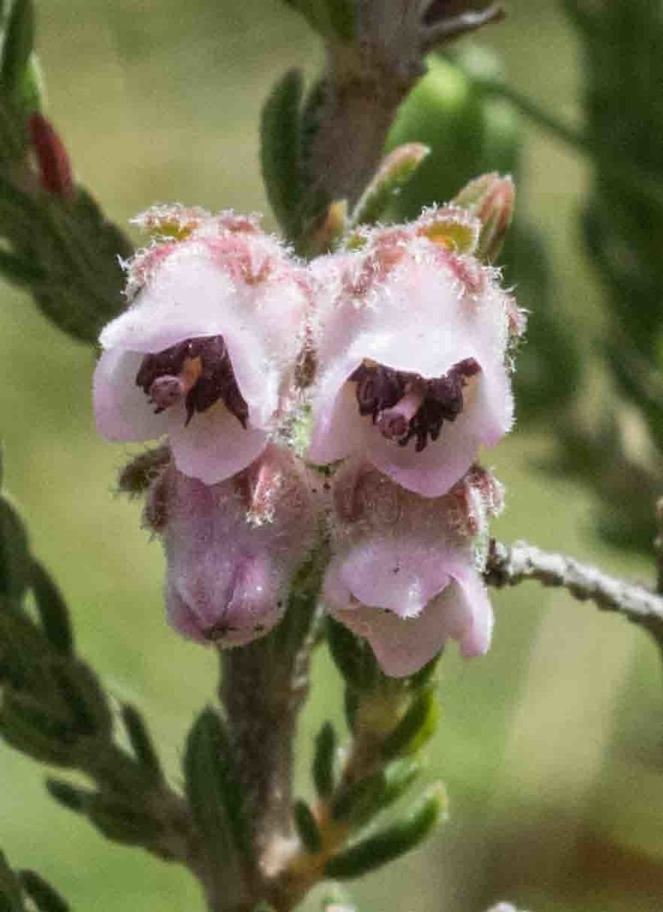 Cold Heath