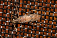 Didymocantha obliqua