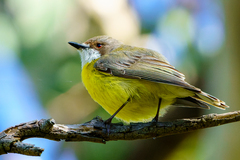 White-Throated Gerygone photo 1