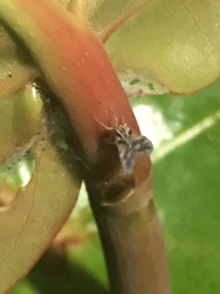 Bothriocera pachyneura