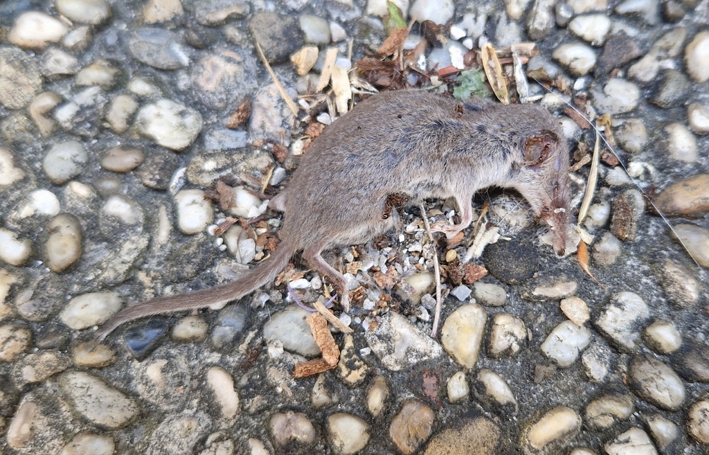 Lesser White-toothed Shrew from Tribuswinkel, 2512 Traiskirchen ...