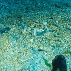Yellow Jawfish photo 3