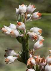Erica anomala