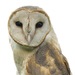 Indian Barn Owl - Photo (c) Sam Hambly, some rights reserved (CC BY-NC), uploaded by Sam Hambly