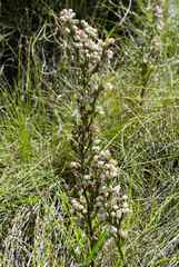 Erica anomala