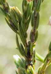 Erica anomala