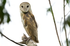 Eastern Barn Owl photo 4