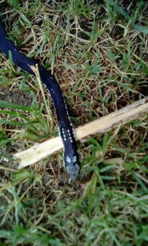 Cuban Lesser Racer