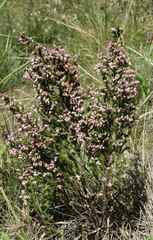 Erica straussiana