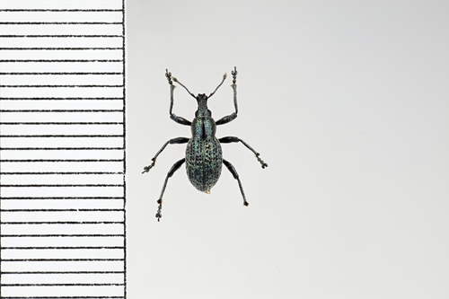 Catapionus fossulatus