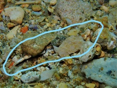 Barred Sand Burrower photo 5